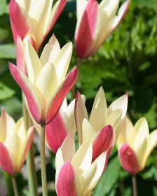 Tulipa clusiana Cynthia