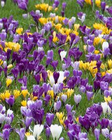 Crocus Grootbloemig/ Large flowering Mix