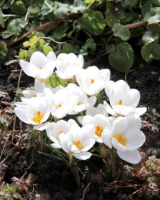 Crocus chr. Ard Schenk