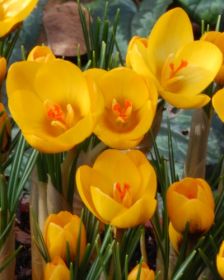 Crocus chr. Goldilocks