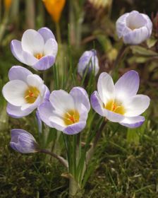 Crocus sieberi Firefly