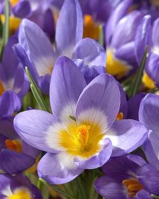Crocus sieberi Tricolor
