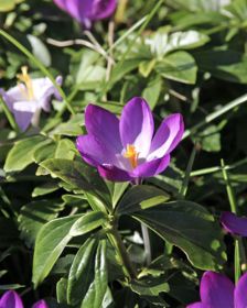 Crocus tommasinianus Ruby Giant