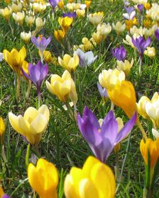 Crocus Species Mix