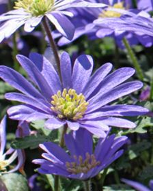 Anemone blanda Blue Shades
