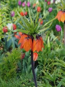 Fritillaria imp. Aurora