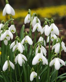 Galanthus elwesii