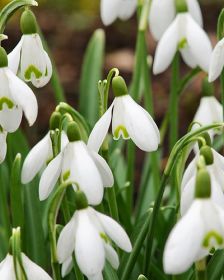 Galanthus nivalis