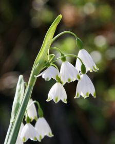 Leucojum aestivum Gravetye Giant