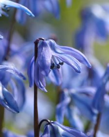 Scilla siberica