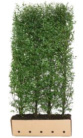 Ligustrum vulgare Atrovirens B 100 x D 40 cm x H 200 cm