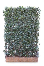 Hedera helix 'Woerner' 120 x 300 Mobilane Kant & Klaar Haag 