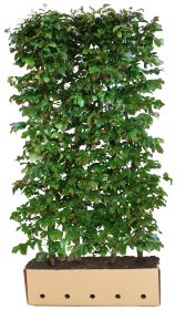 Parrotia persica Vanessa B 100 x D 40 cm x H 200 cm