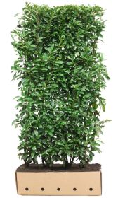 Prunus laurocerasus Genolia B 100 x D 40 cm x H 200 cm