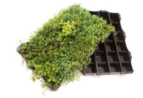 Sedum tray